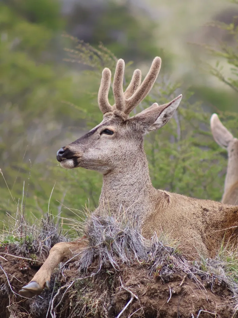 Huemul macho, ciervo nativo de la Patagonia, descansando en una ladera de Cerro Castillo, Aysén