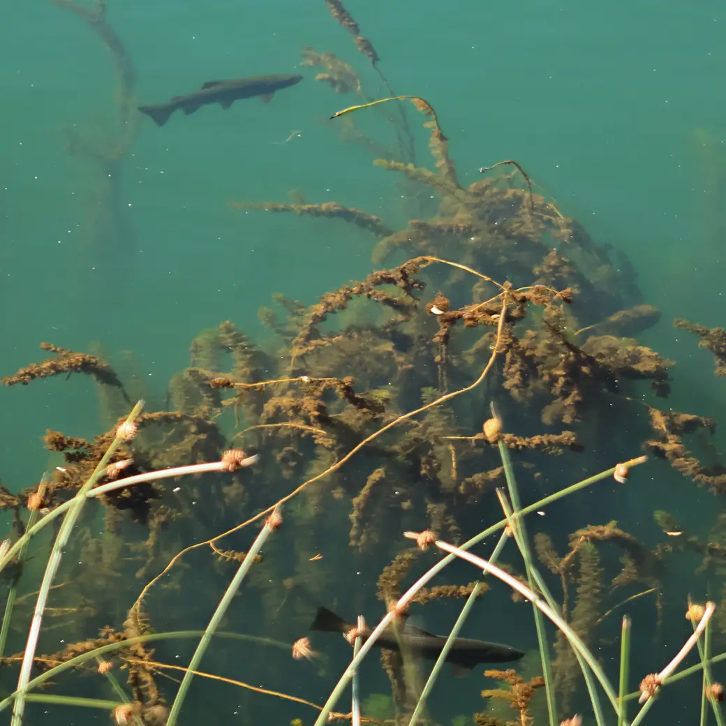 Wild trout cruising over weed beds in a clear Patagonian lagoon, seen from the bank